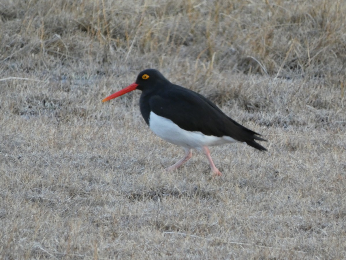 Magellanic Oystercatcher - ML366984911