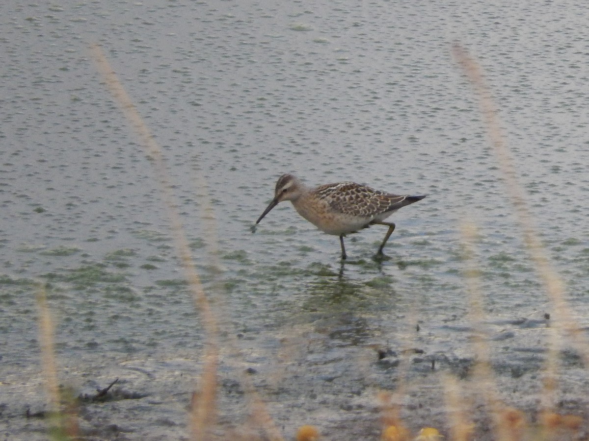 Stilt Sandpiper - ML36698711