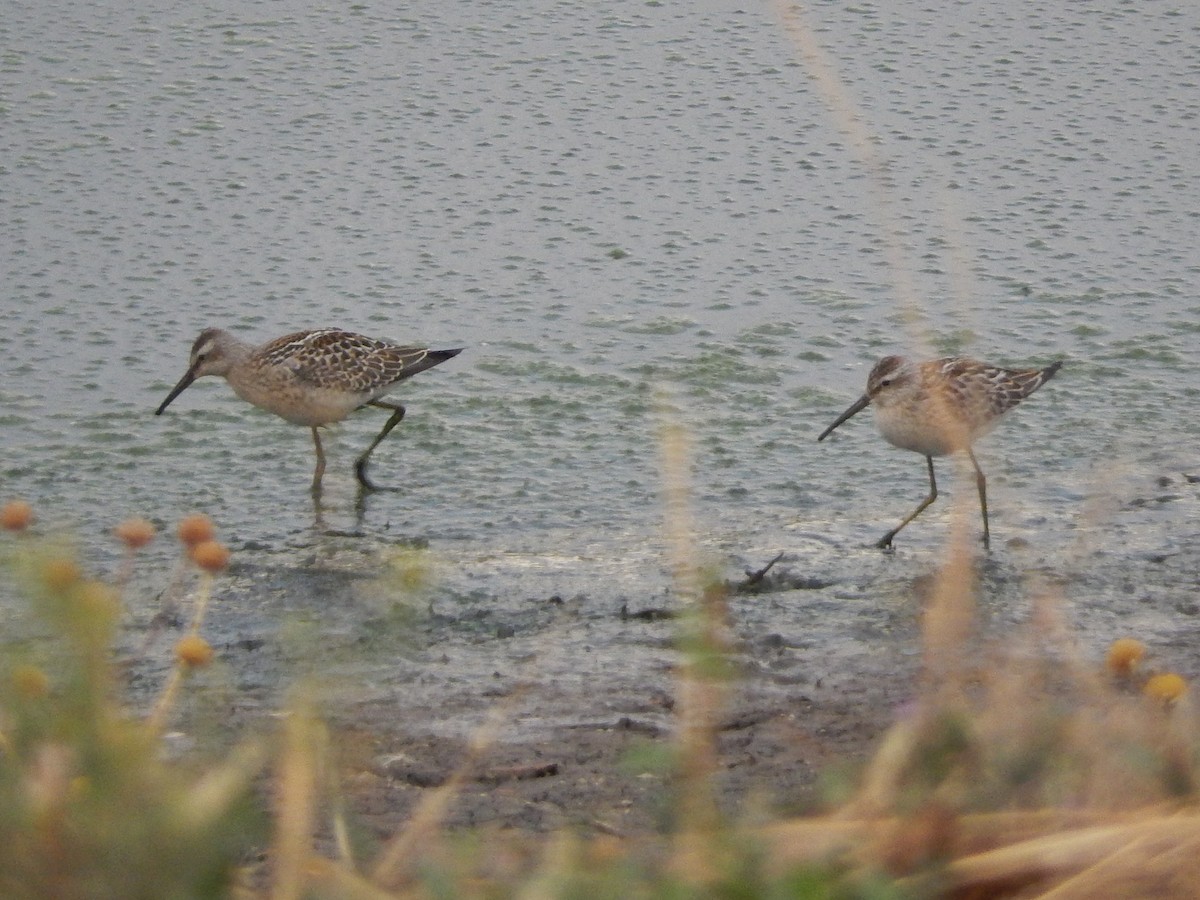 Stilt Sandpiper - ML36698721