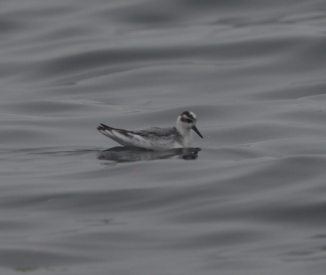 polarsvømmesnipe - ML36698731