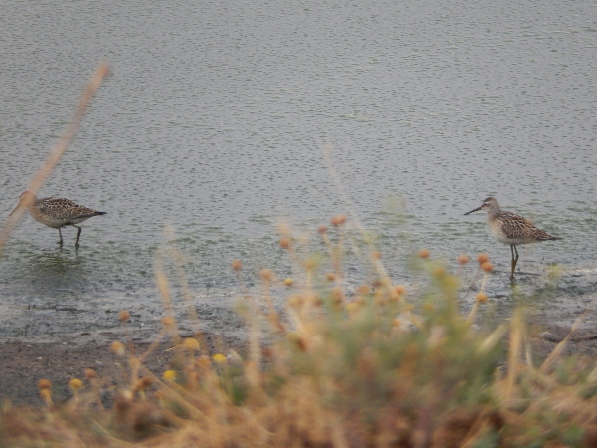 Stilt Sandpiper - ML36698741