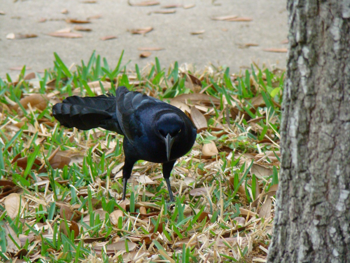 Great-tailed Grackle - ML36698801