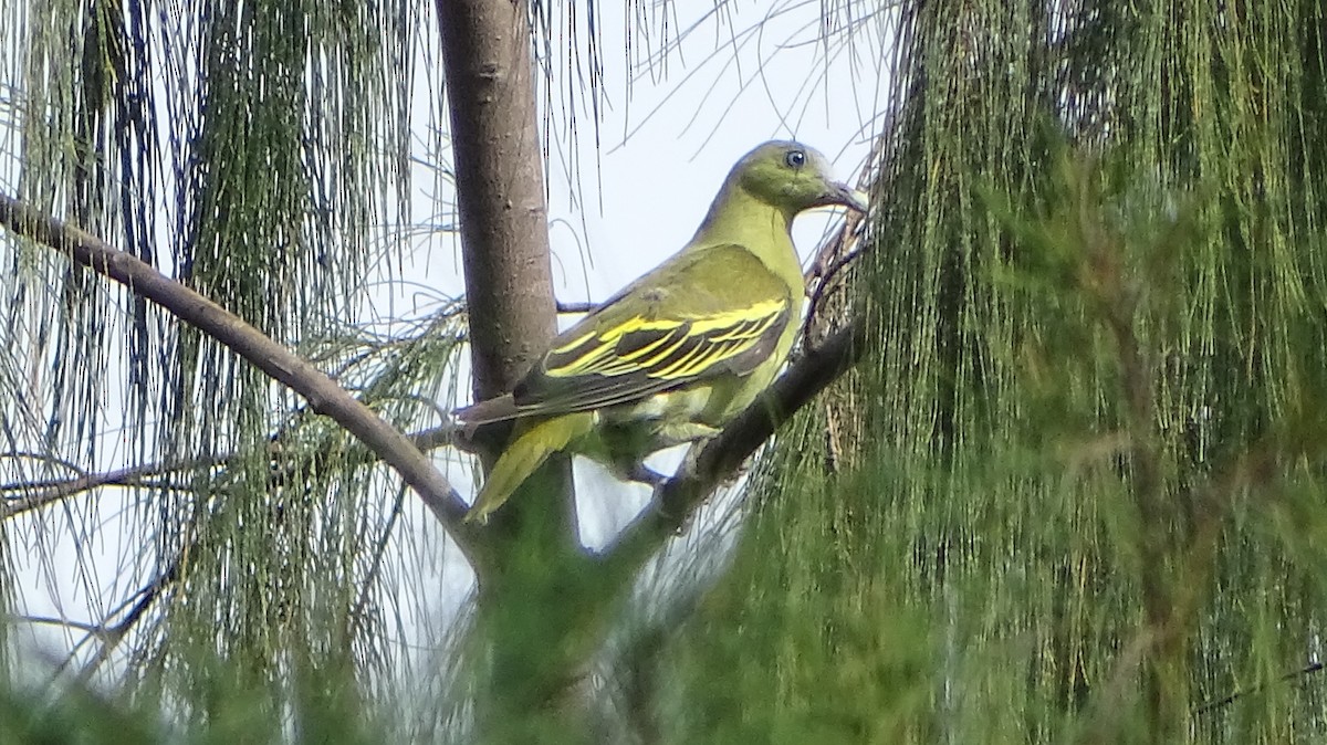 filippinergrønndue - ML366988451