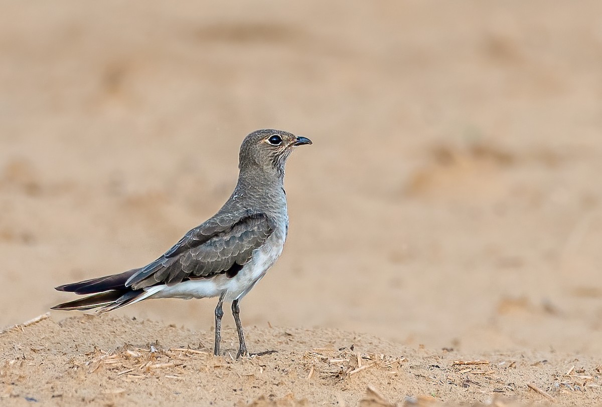 Oriental Pratincole - ML366988471