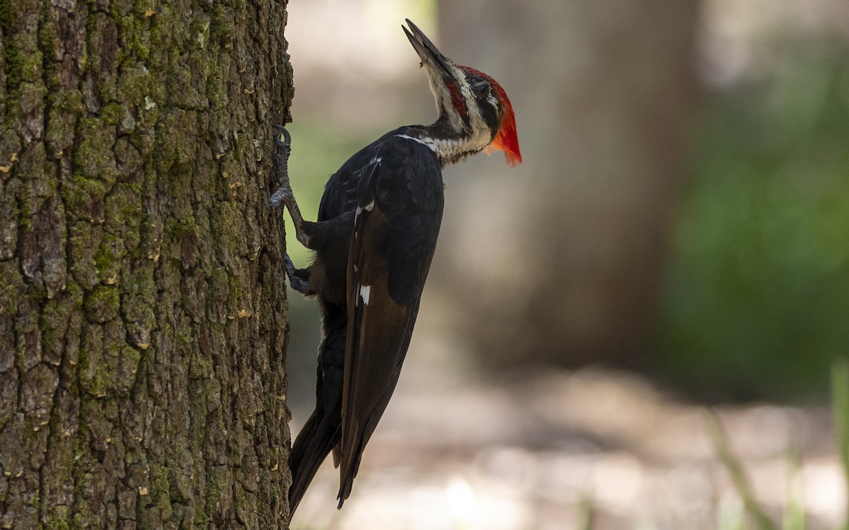 Pileated Woodpecker - Gary Leavens