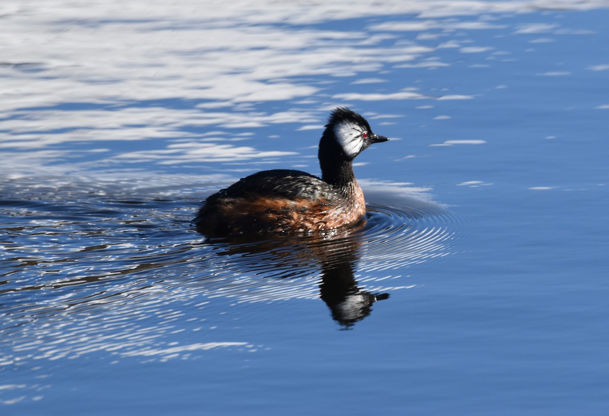 White-tufted Grebe - ML366992181