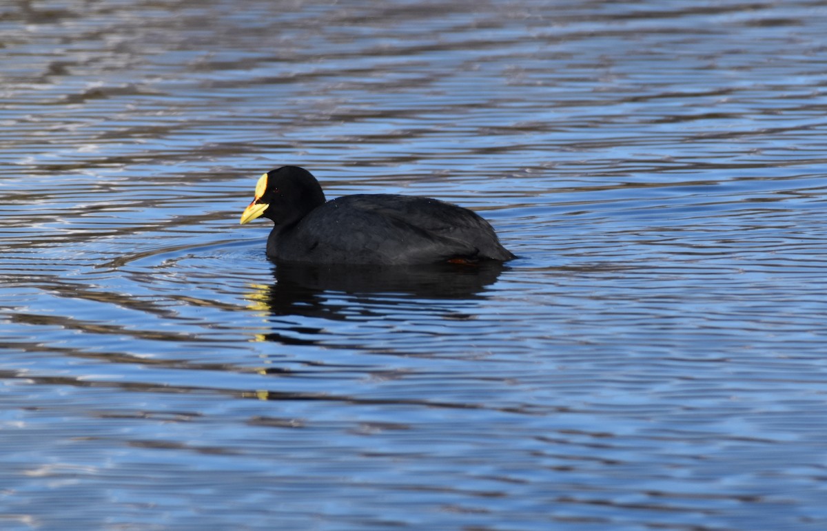 Red-gartered Coot - Camila García Pasarín