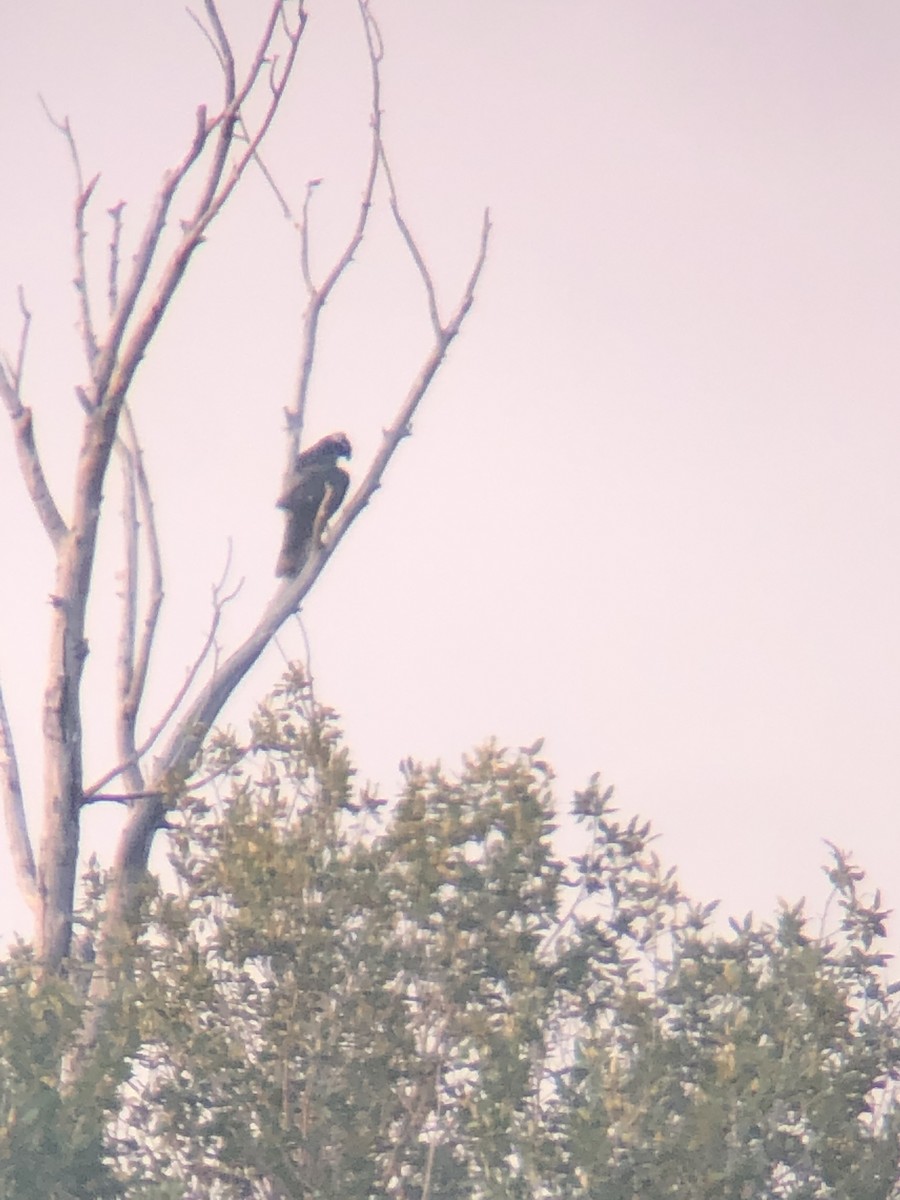 American Goshawk - ML366992331