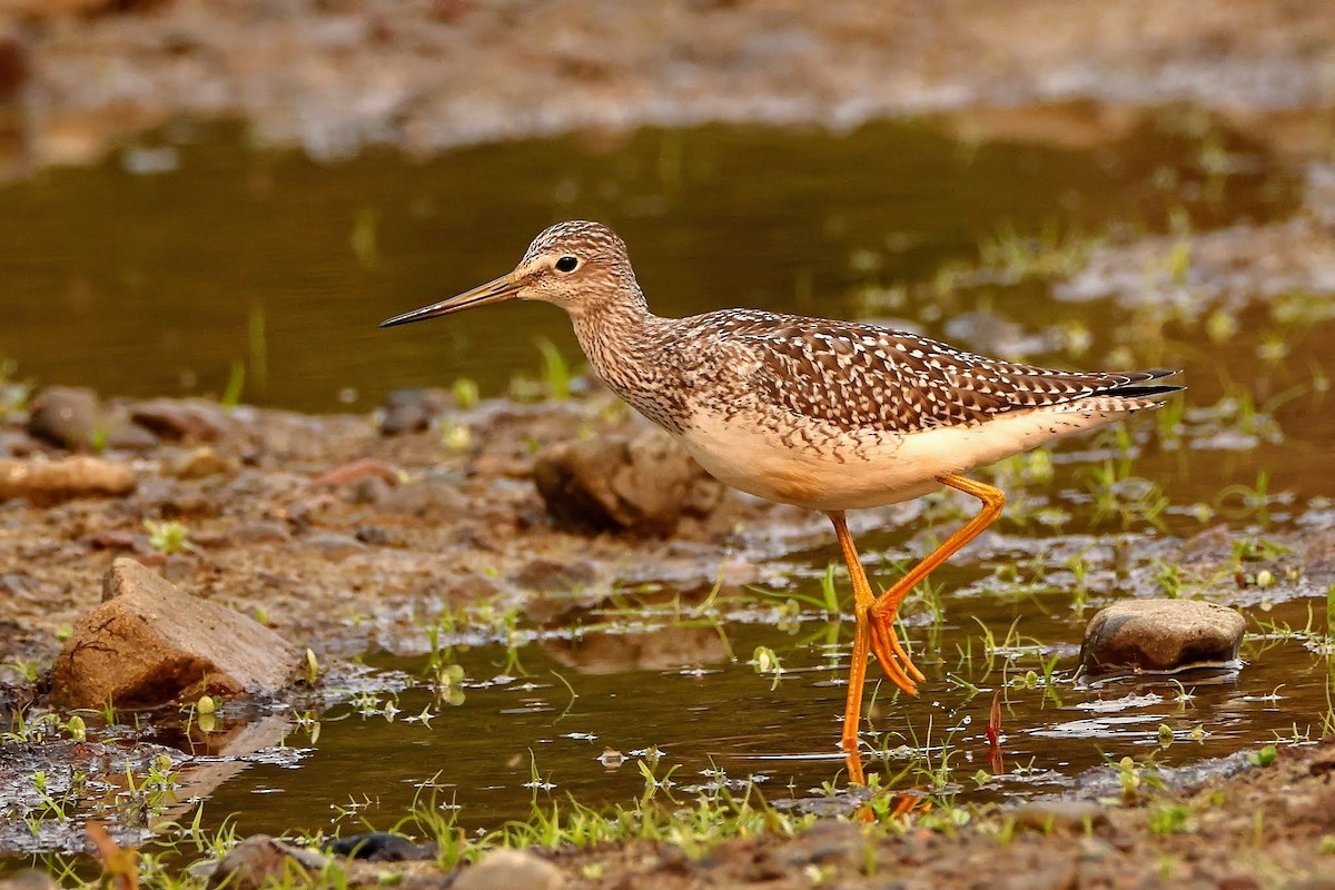 Greater Yellowlegs - Keith Leland