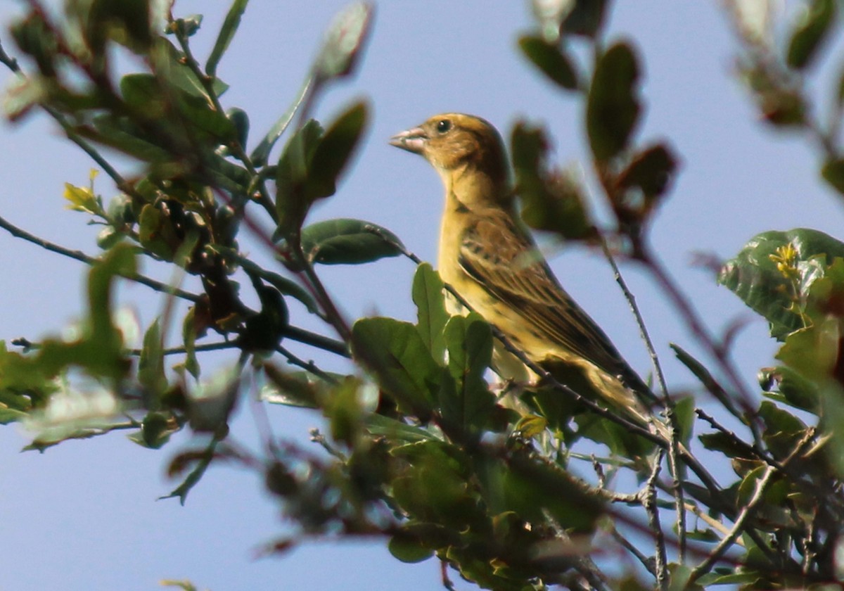Bobolink - Lawrence Gardenhire