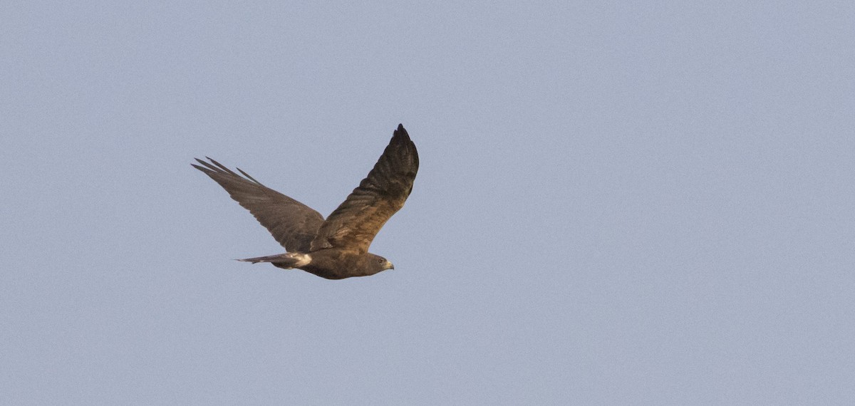 Swainson's Hawk - ML366996431