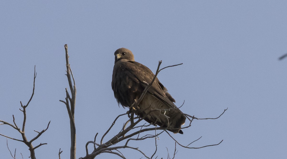 Swainson's Hawk - ML366996451