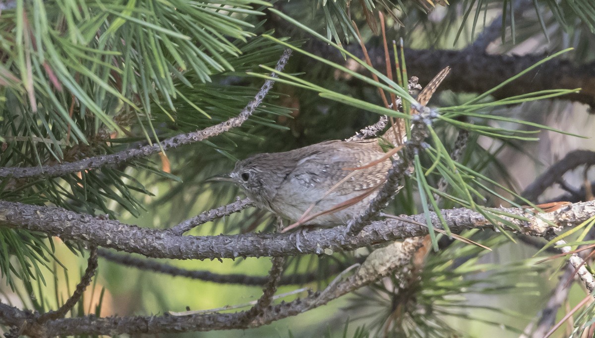 House Wren - ML366996601