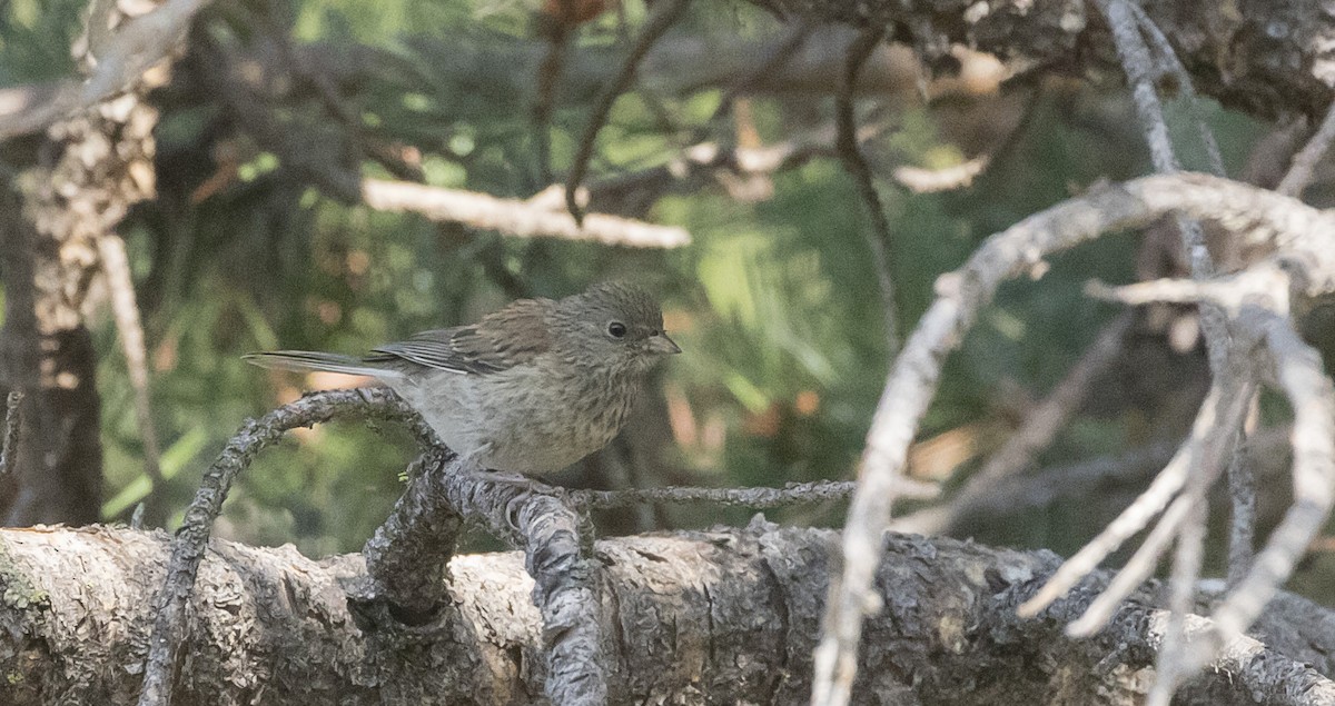 Dark-eyed Junco (Oregon) - ML366996641