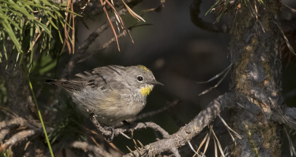 Yellow-rumped Warbler (Audubon's) - Caleb Putnam