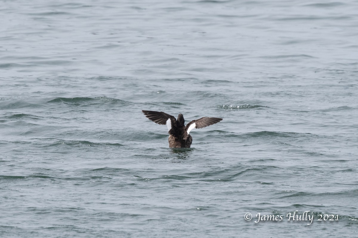 White-winged Scoter - ML366997451