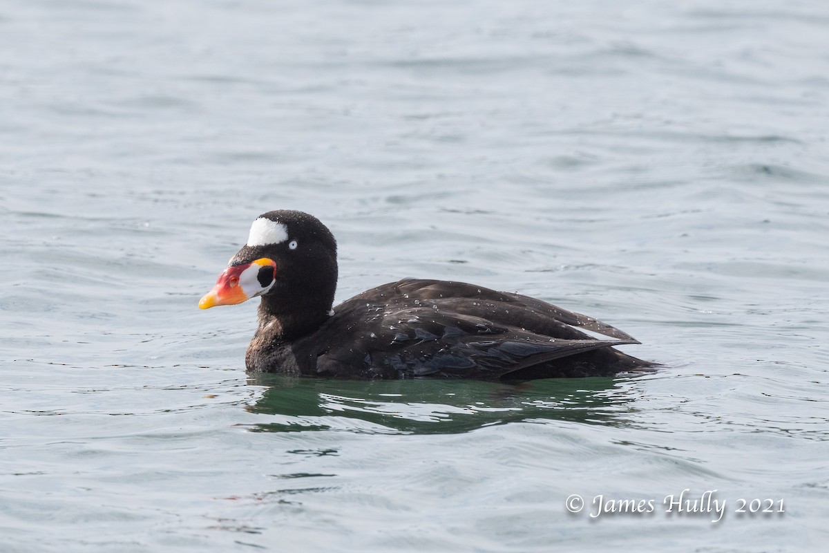 Surf Scoter - ML366997461