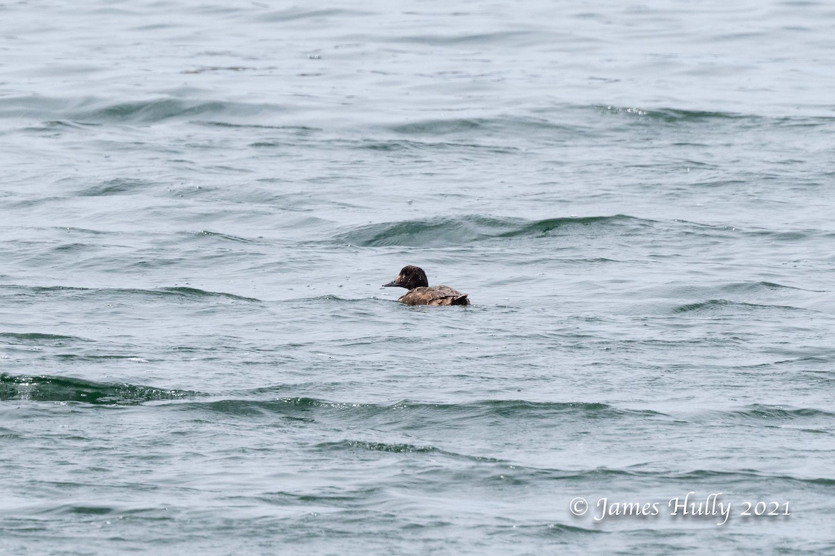 White-winged Scoter - ML366997481