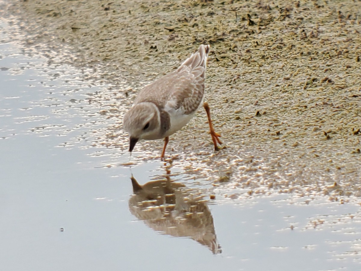 Piping Plover - ML366998391