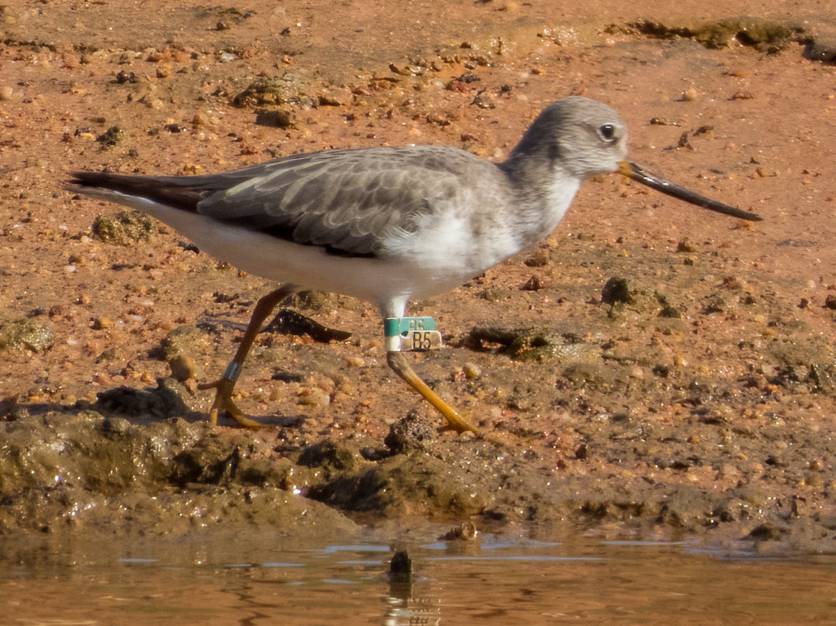 Terek Sandpiper - Darren Leow