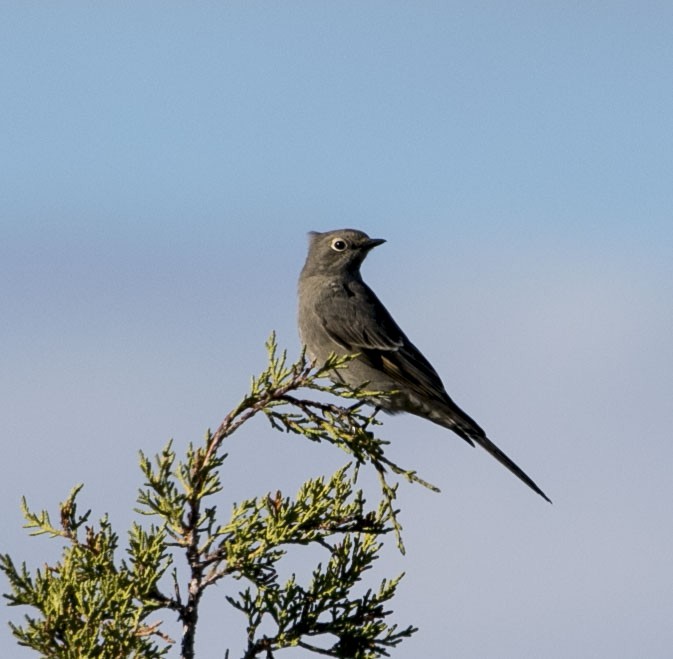 Townsend's Solitaire - ML36699951