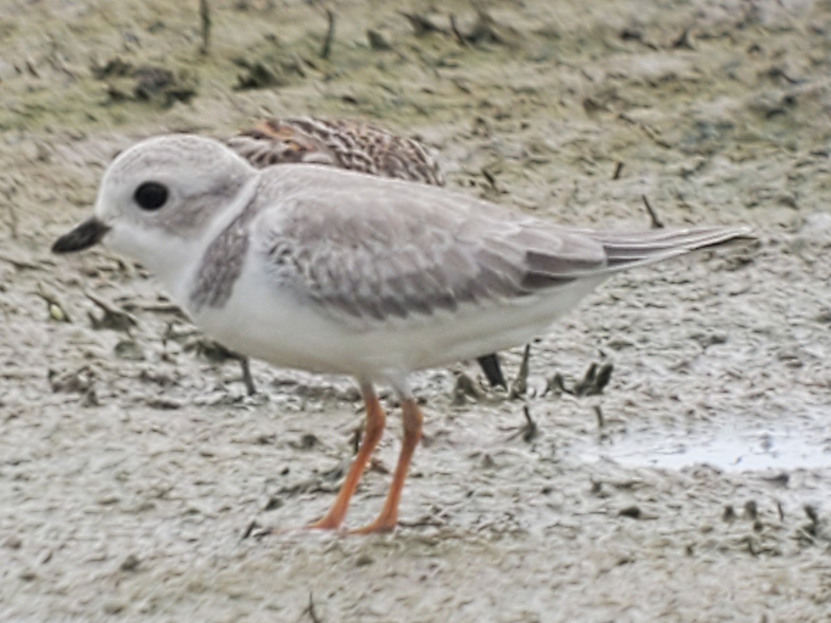 Piping Plover - ML366999701