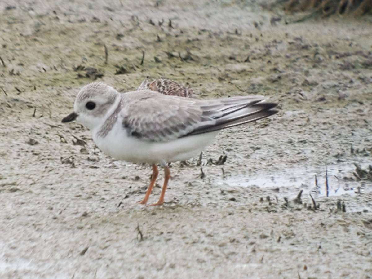Piping Plover - ML366999811