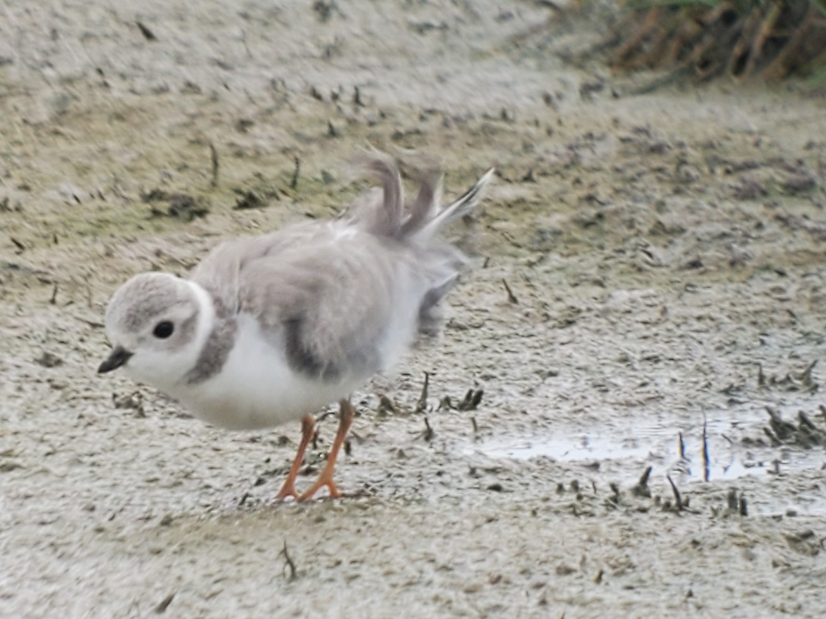 Piping Plover - ML366999831