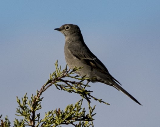Townsend's Solitaire - ML36699991
