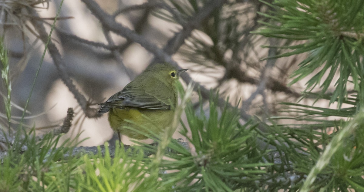 Orange-crowned Warbler (lutescens) - ML367000461