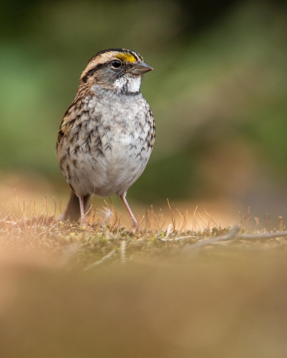 White-throated Sparrow - ML367000961