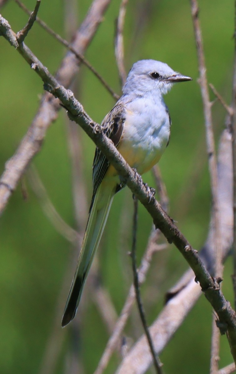 Scissor-tailed Flycatcher - ML367002091