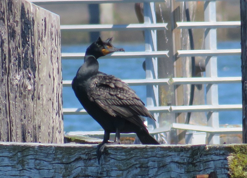 Cormorán Orejudo - ML36700251