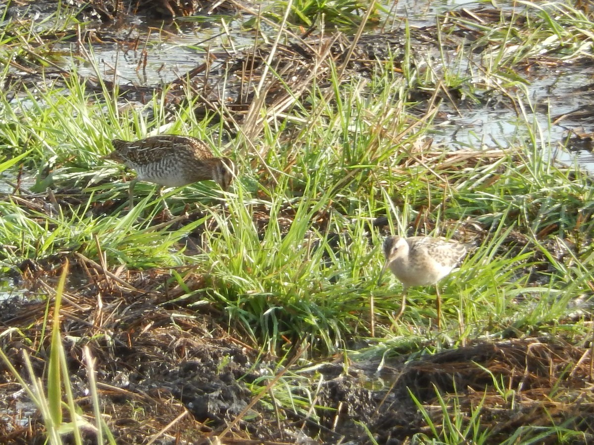 Stilt Sandpiper - ML36700291