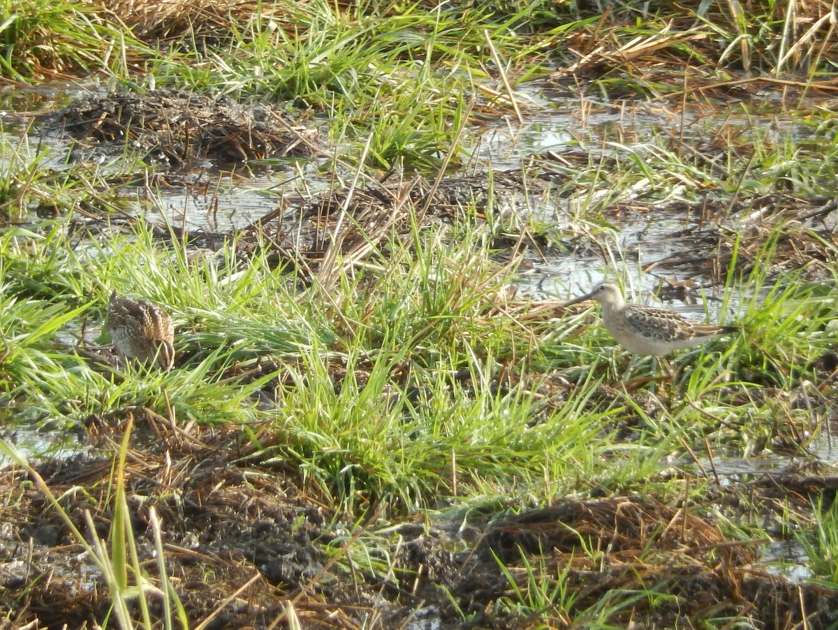 Stilt Sandpiper - ML36700311