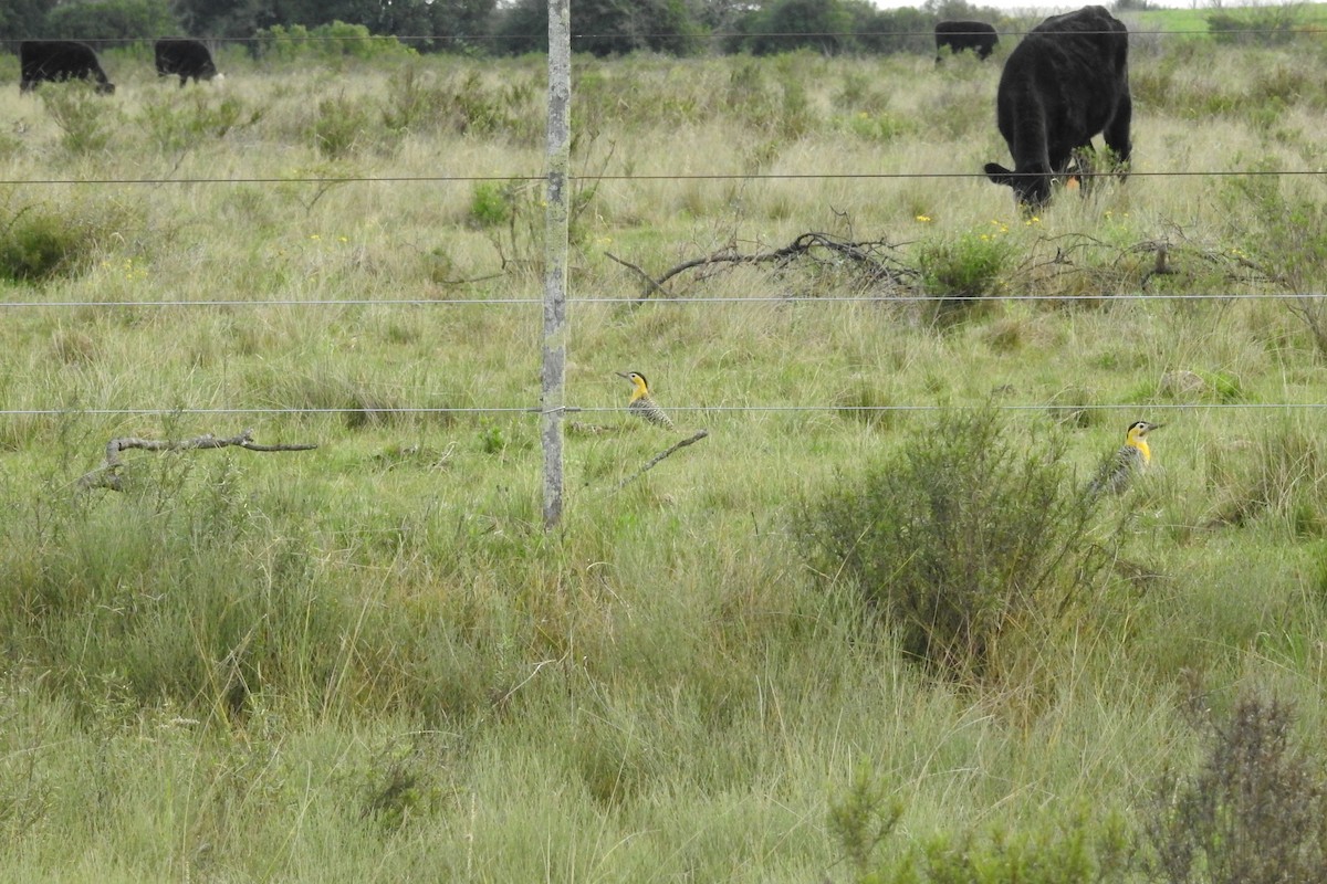 Carpintero Campestre - ML367003271