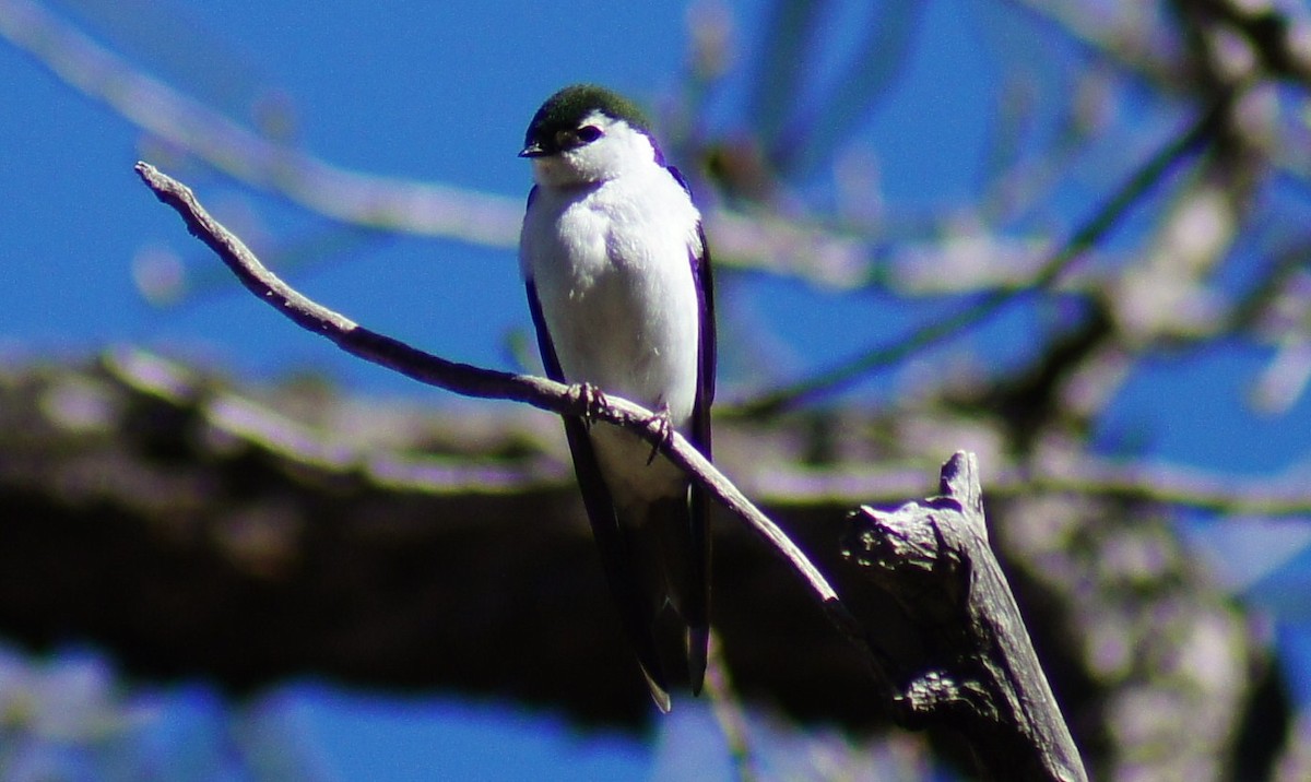 Golondrina Verdemar - ML367005091