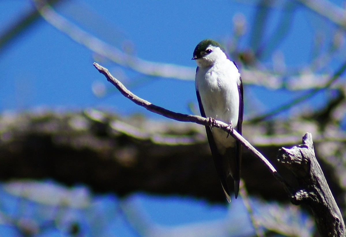 Violet-green Swallow - ML367005101