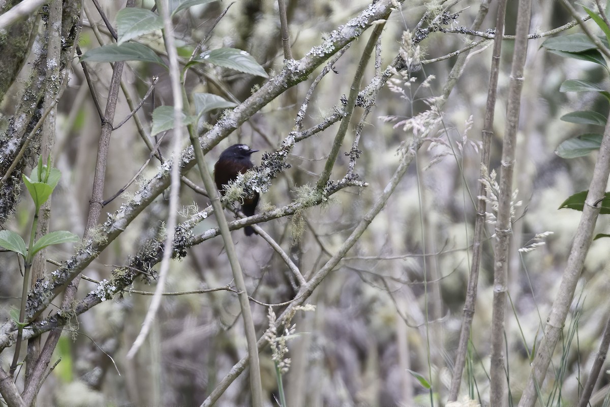 Pitajo Negro (cinnamomeiventris) - ML367005181