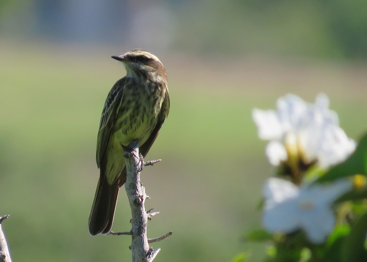 Variegated Flycatcher - ML36700591