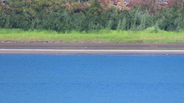 Avoceta Americana - ML367007141