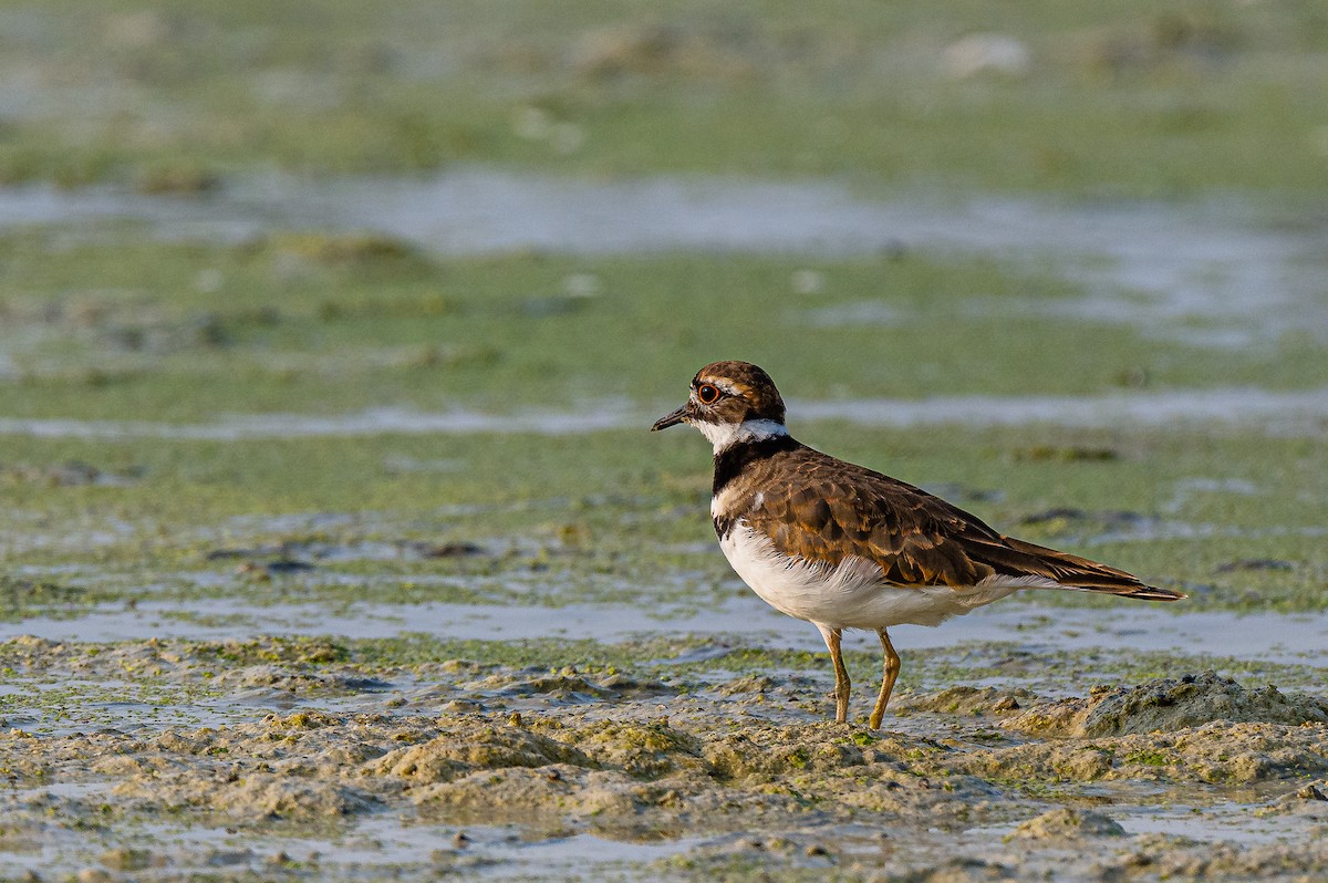 Killdeer - Ken Miracle