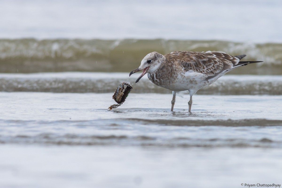 Pallas's Gull - Priyam Chattopadhyay