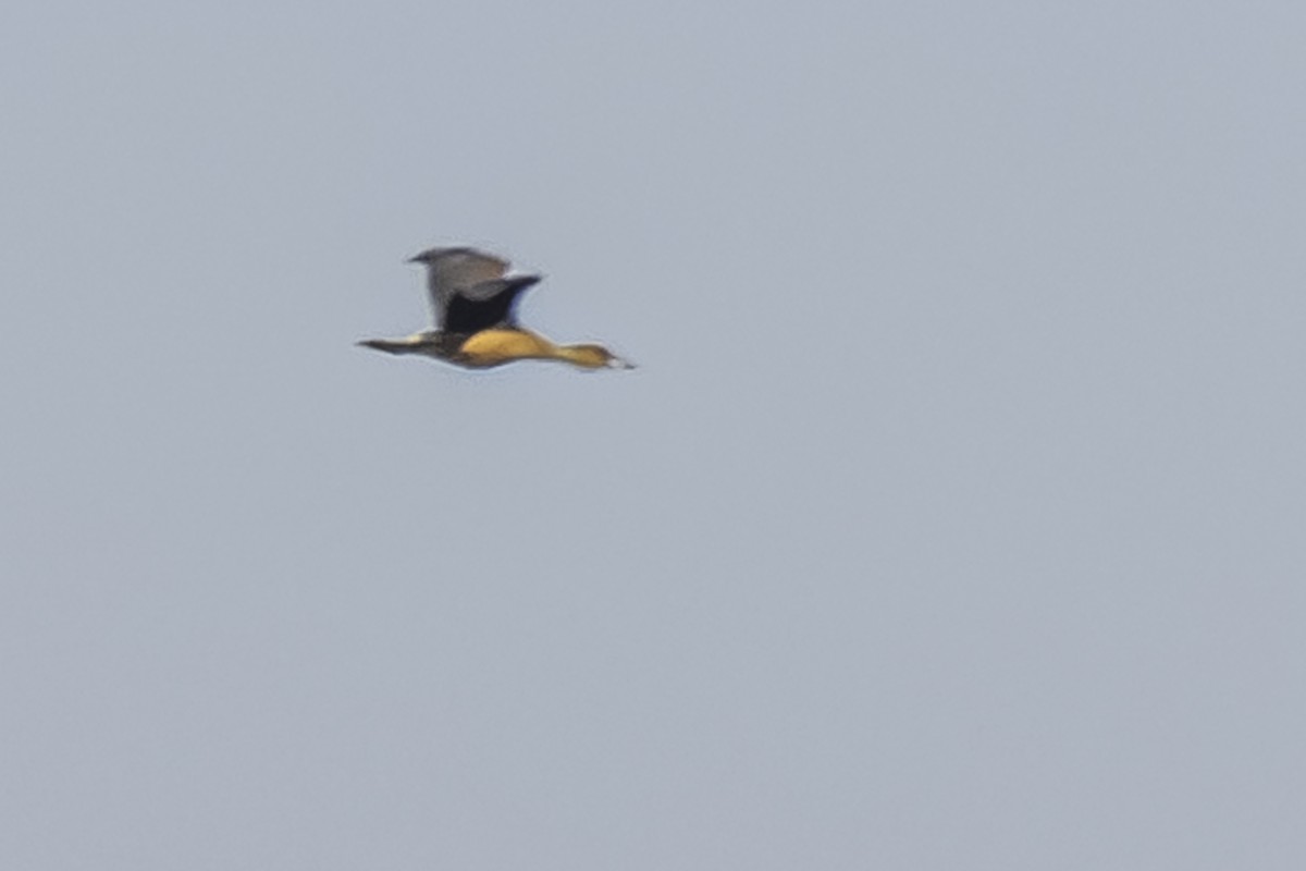 Fulvous Whistling-Duck - ML367008991