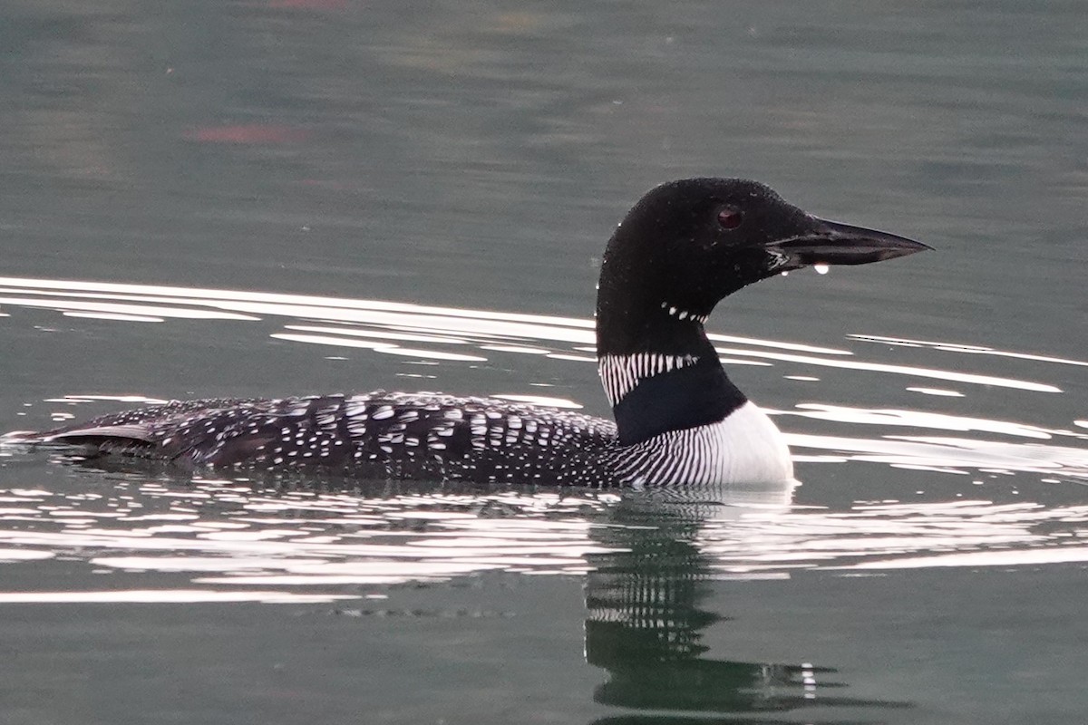 Common Loon - Mike Blancher
