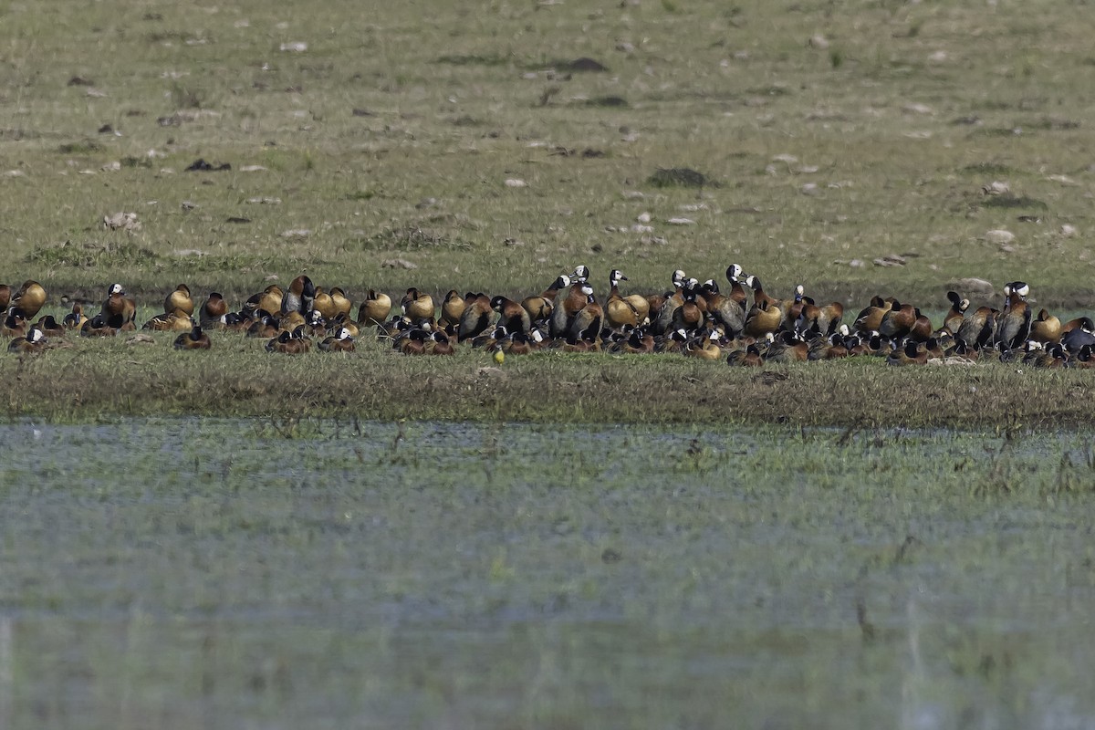 Fulvous Whistling-Duck - ML367009651