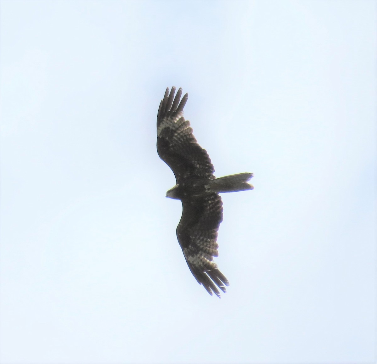 Black Kite (Black-eared) - ML367010841