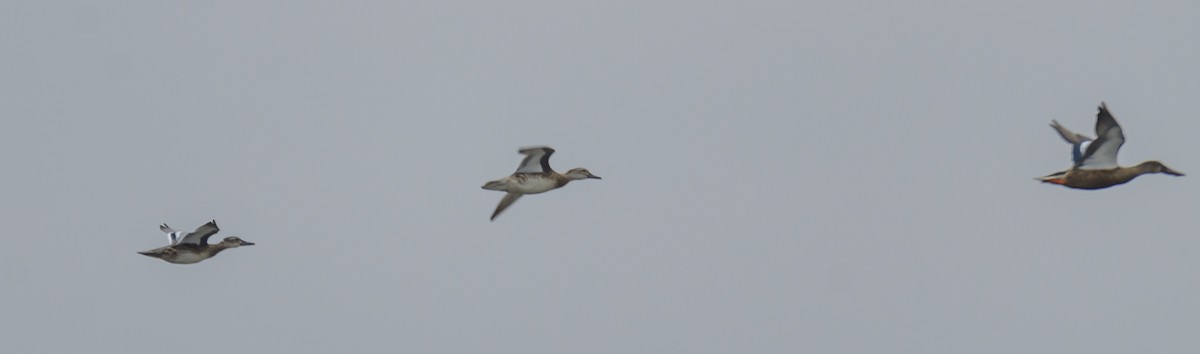 Garganey - ML367012821