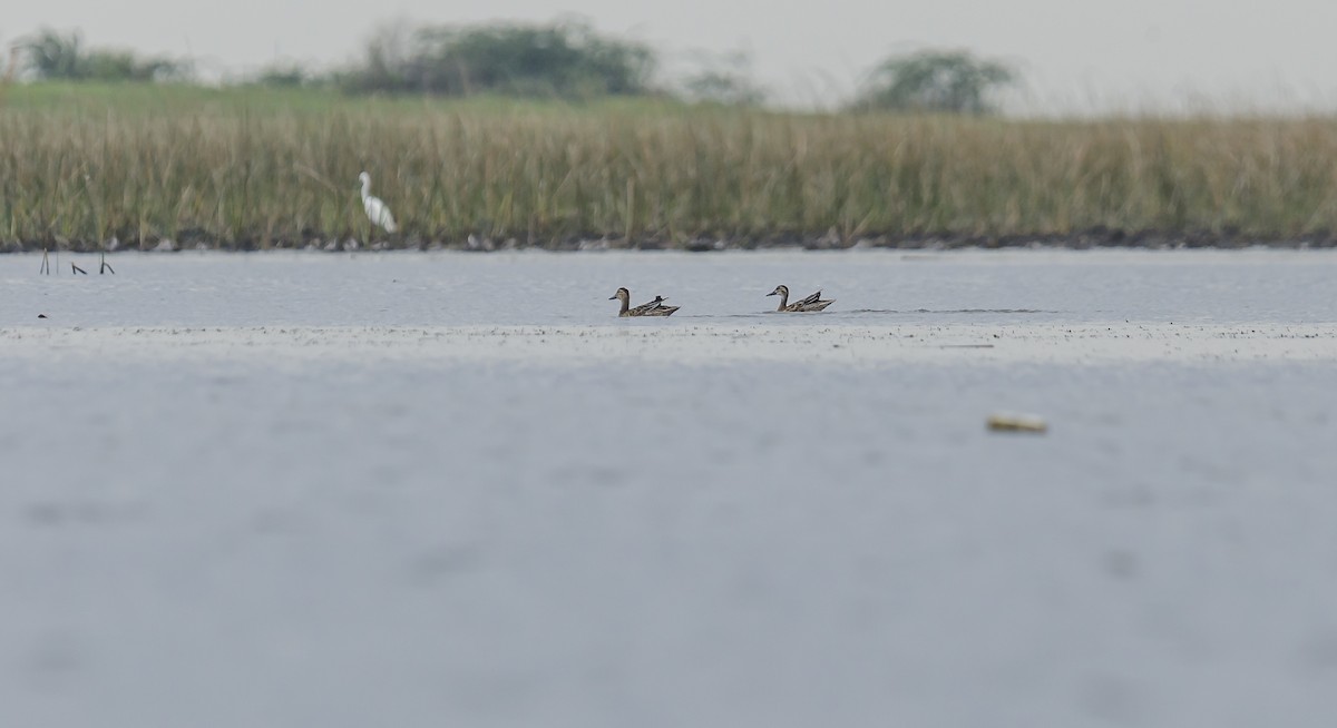 Garganey - ML367012961