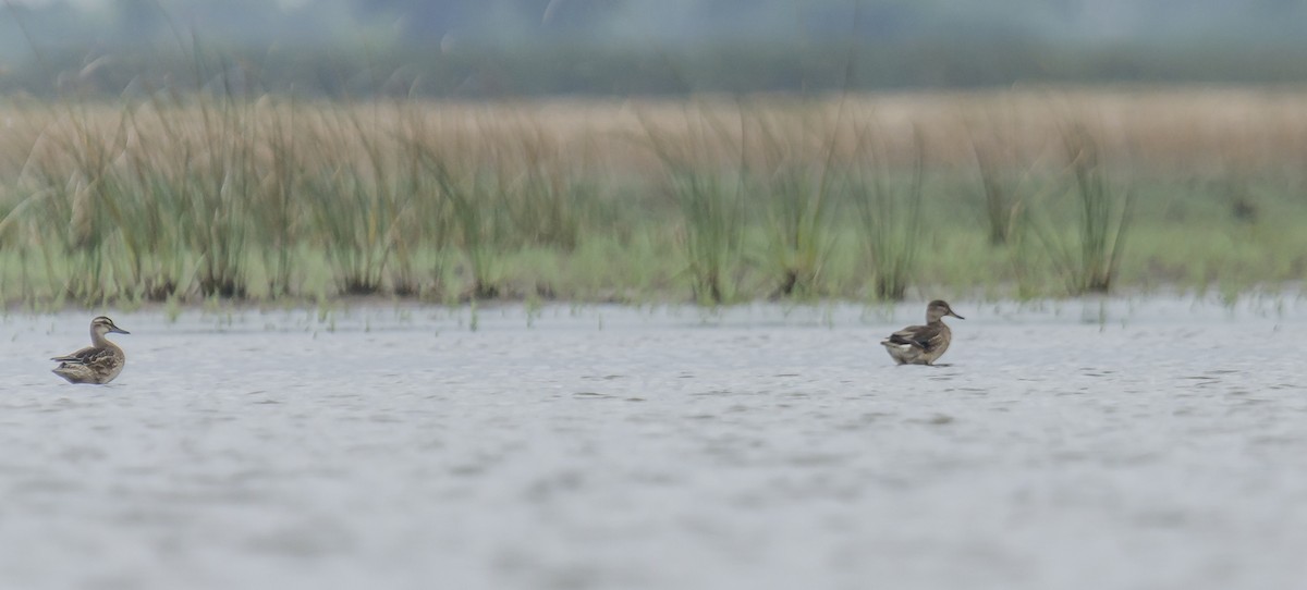 Garganey - ML367013001